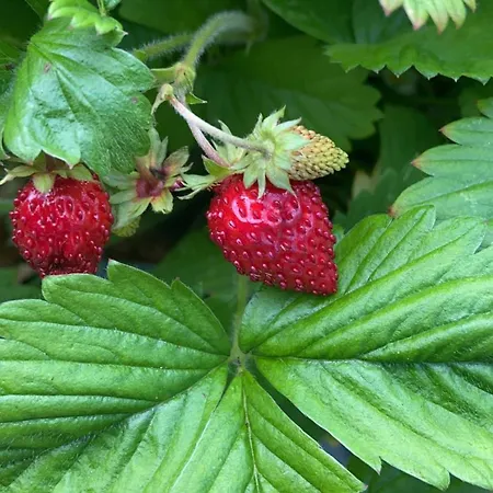 Villa By Hvalstrand Nesbru